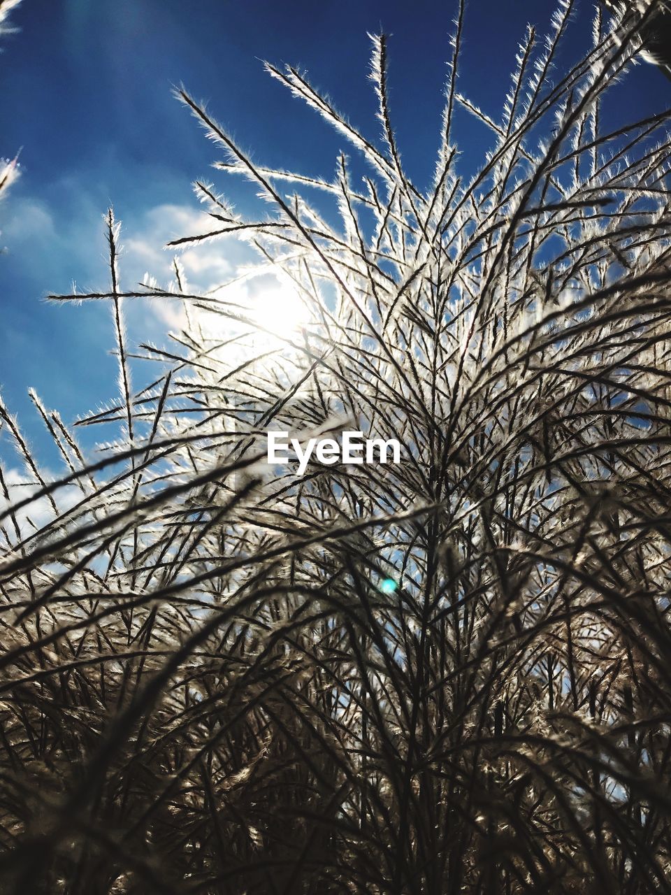 LOW ANGLE VIEW OF FROZEN PLANT AGAINST SKY