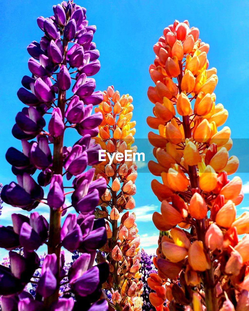 Low angle view of purple flowering plants against sky