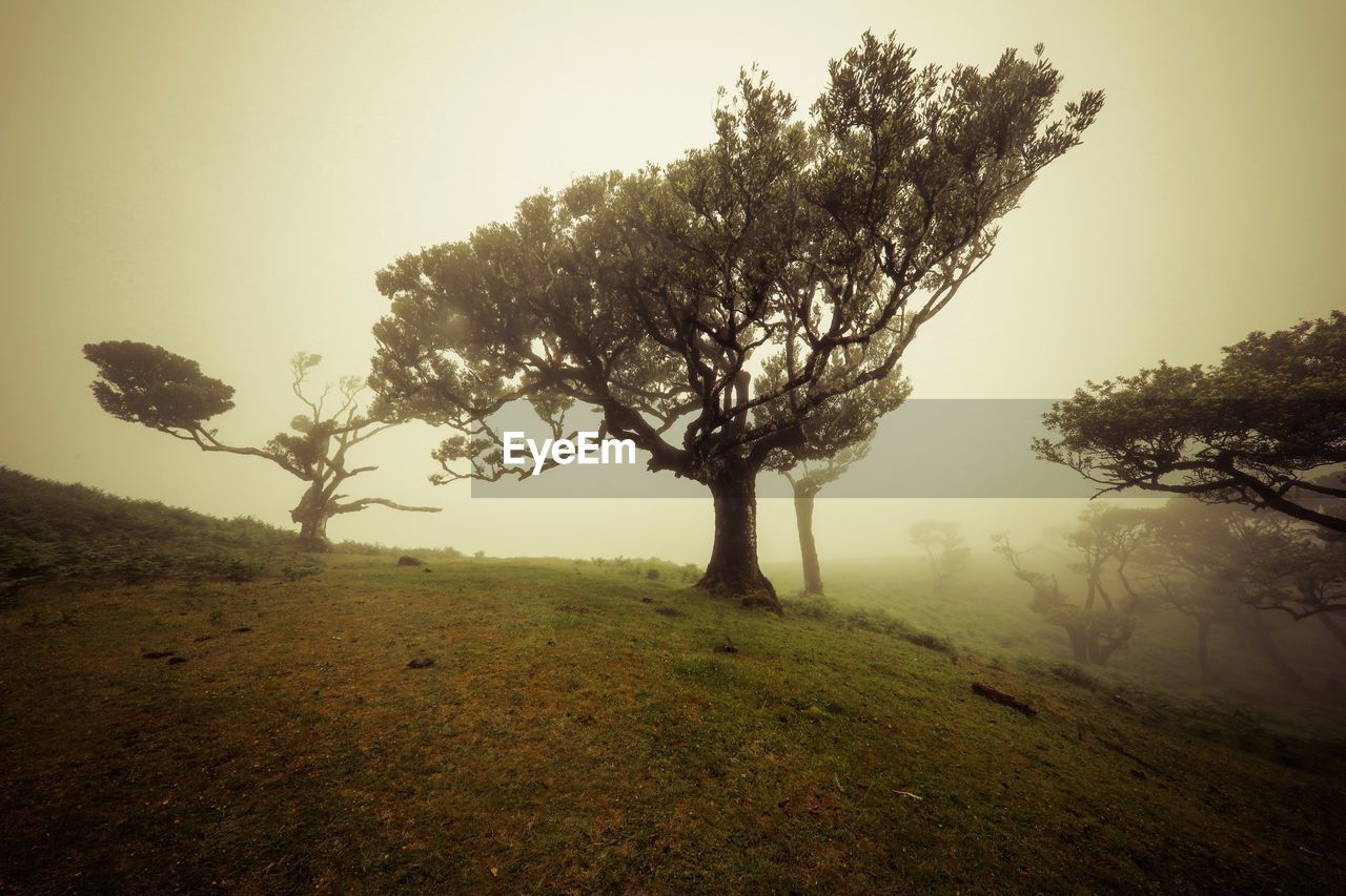 TREE IN FIELD AGAINST SKY