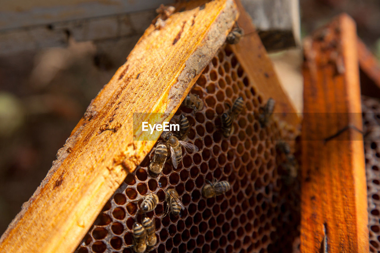 close-up of honey bees