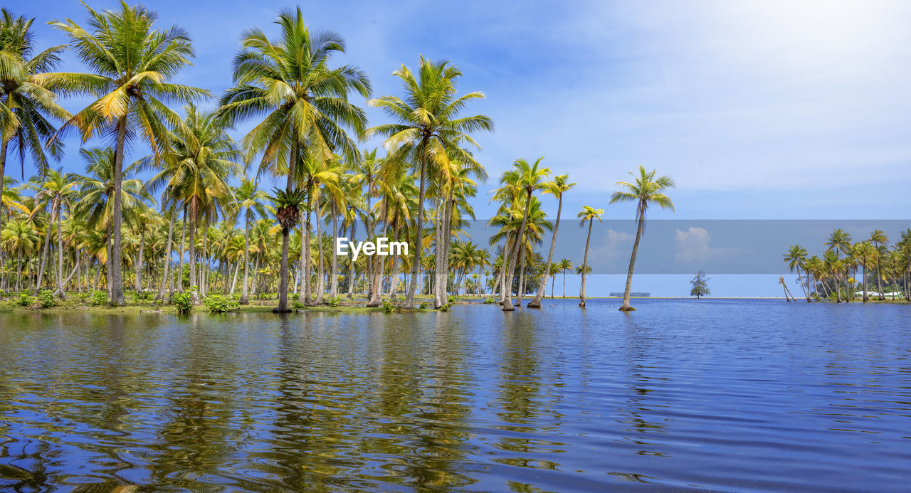 Scenic view of tropical island with coconut palm trees in a beautiful day