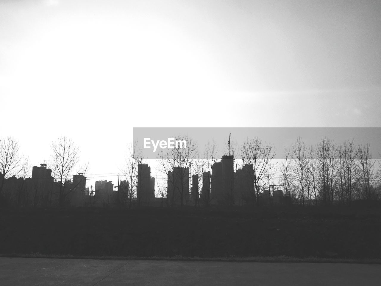 SILHOUETTE OF TREES AGAINST SKY