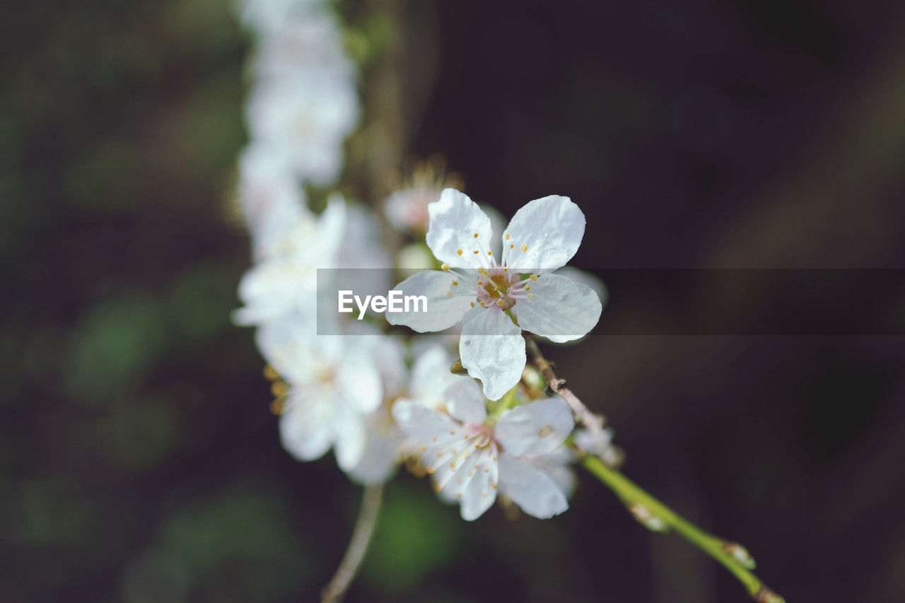 plant, flower, flowering plant, beauty in nature, freshness, fragility, springtime, blossom, nature, close-up, growth, white, flower head, macro photography, tree, branch, inflorescence, petal, focus on foreground, no people, cherry blossom, outdoors, spring, day, selective focus, botany, pollen, produce, twig, fruit tree