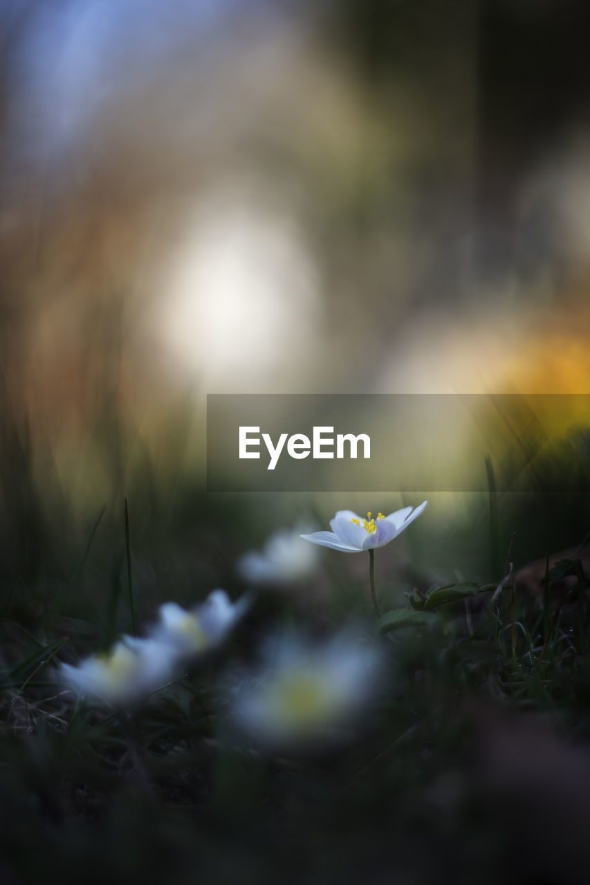 CLOSE-UP OF WHITE FLOWERING PLANT ON LAND