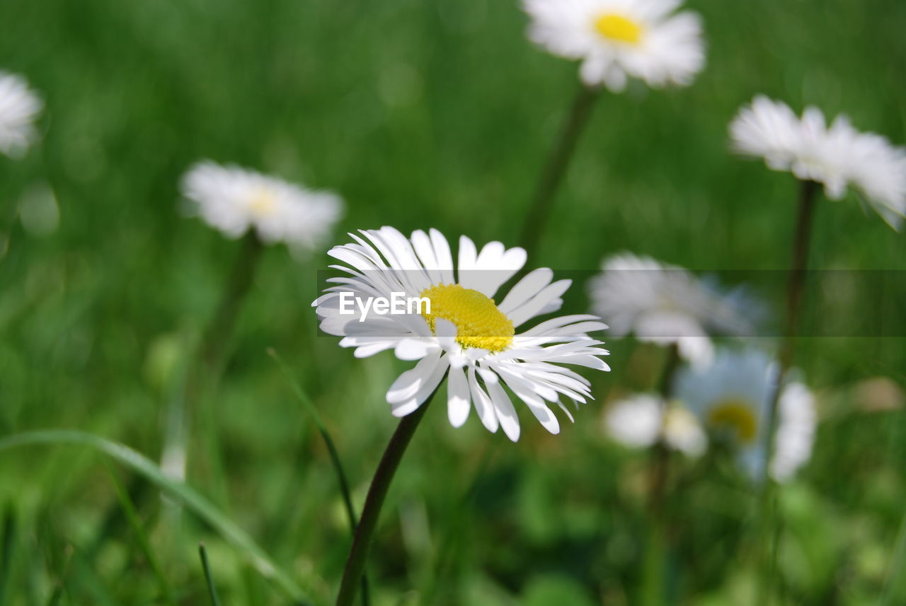 CLOSE-UP OF WHITE DAISY FLOWERS