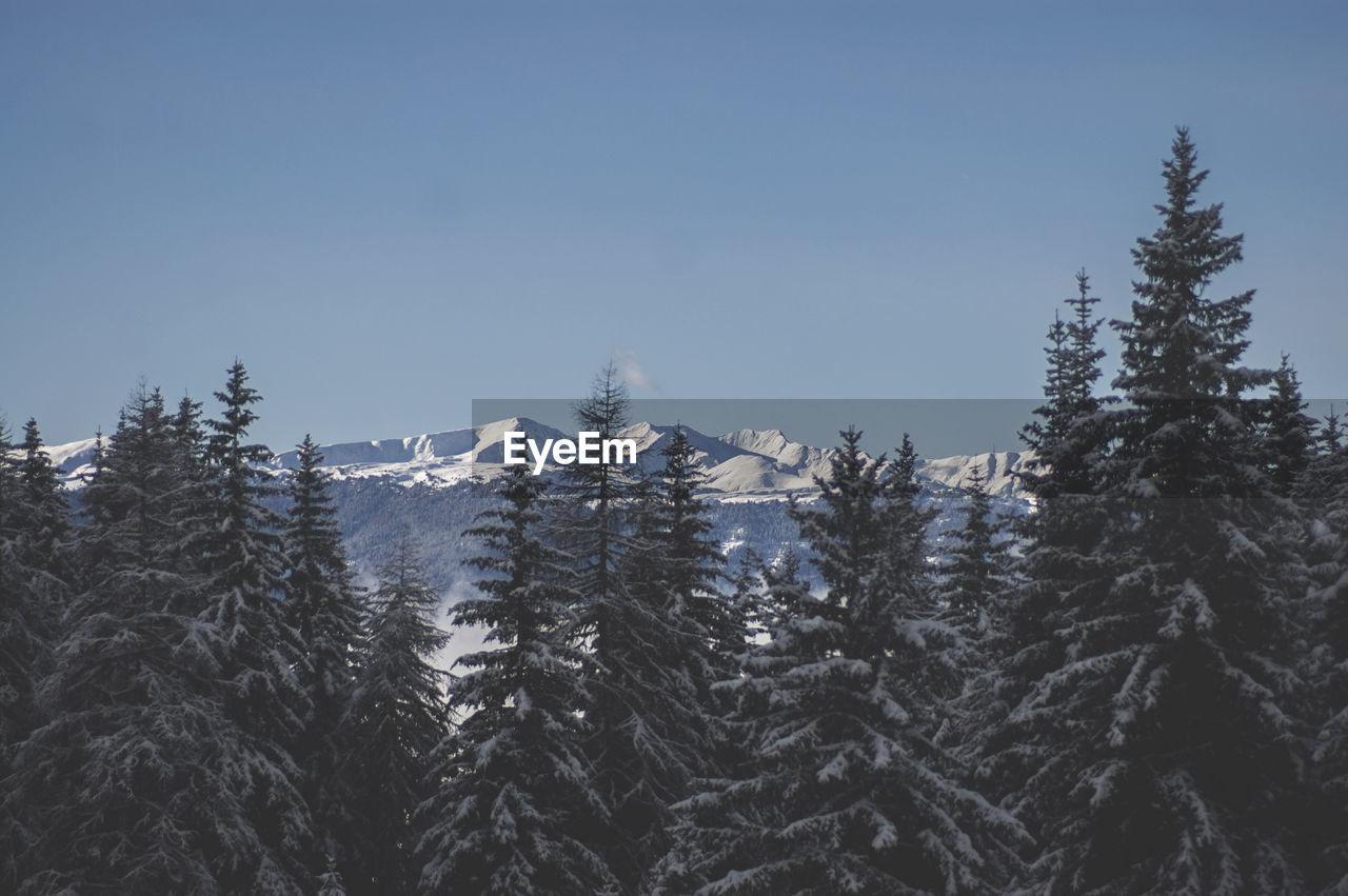 Low angle view of snow covered trees against clear sky