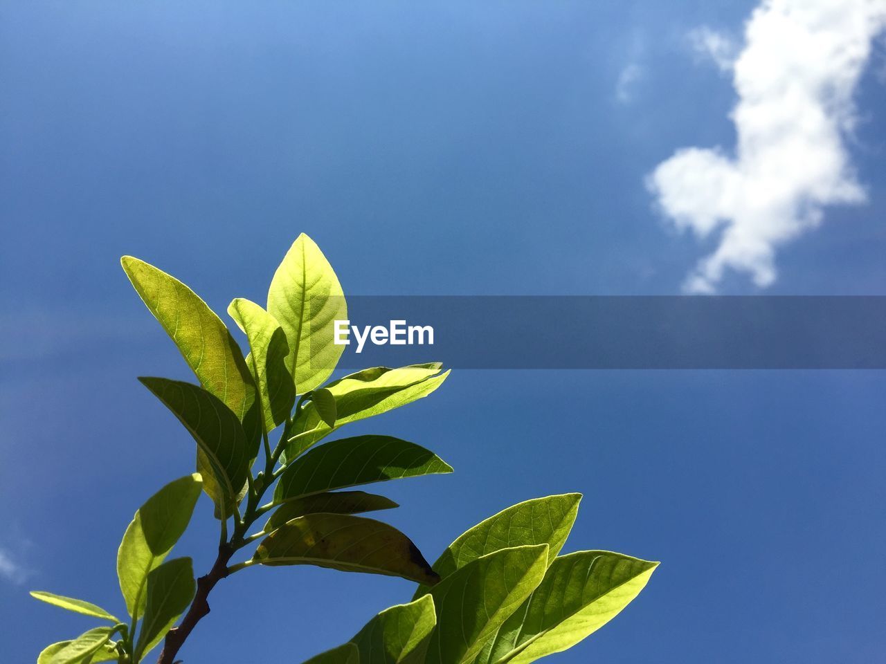 Low angle view of leaves against blue sky