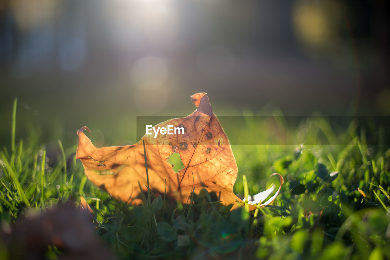 Close-up of dry leaf on grass