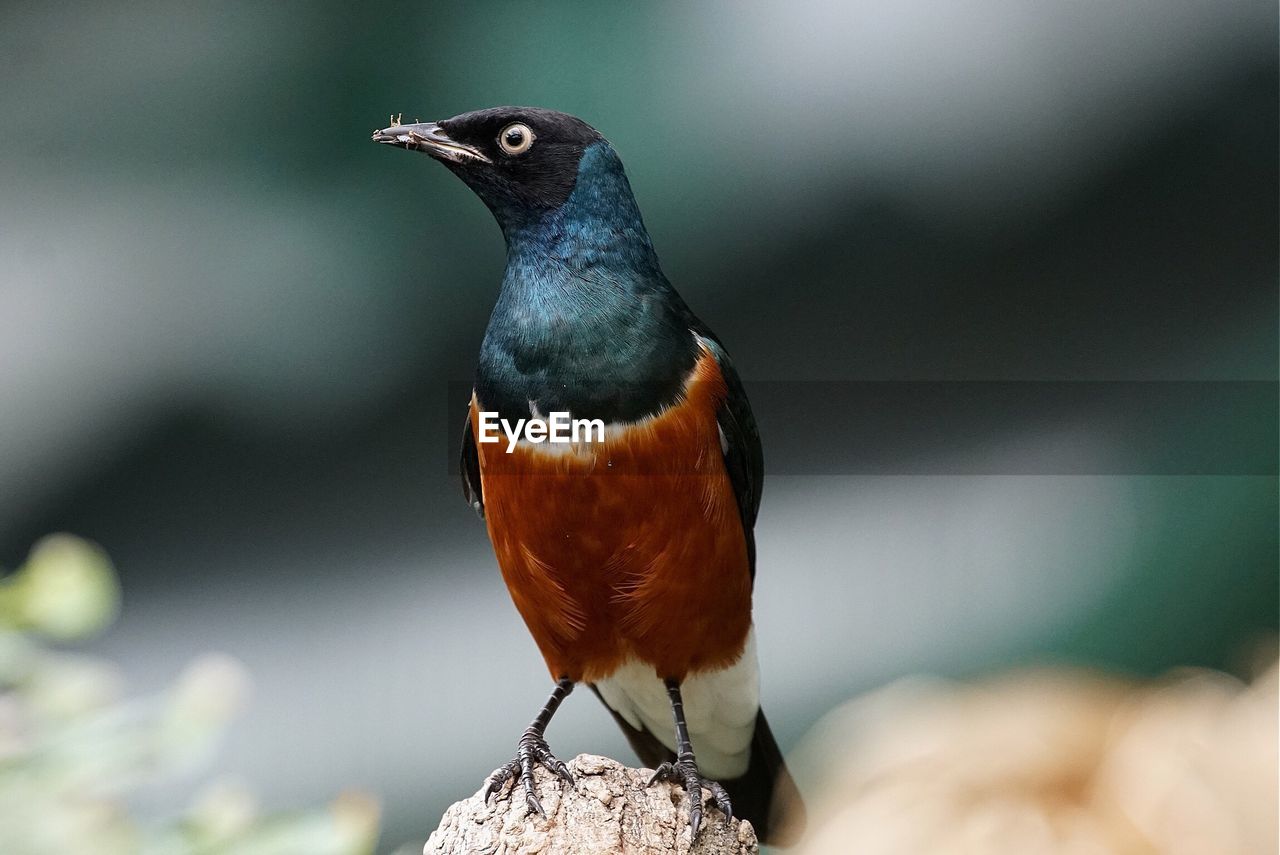 Close-up of superb starling perching on wood