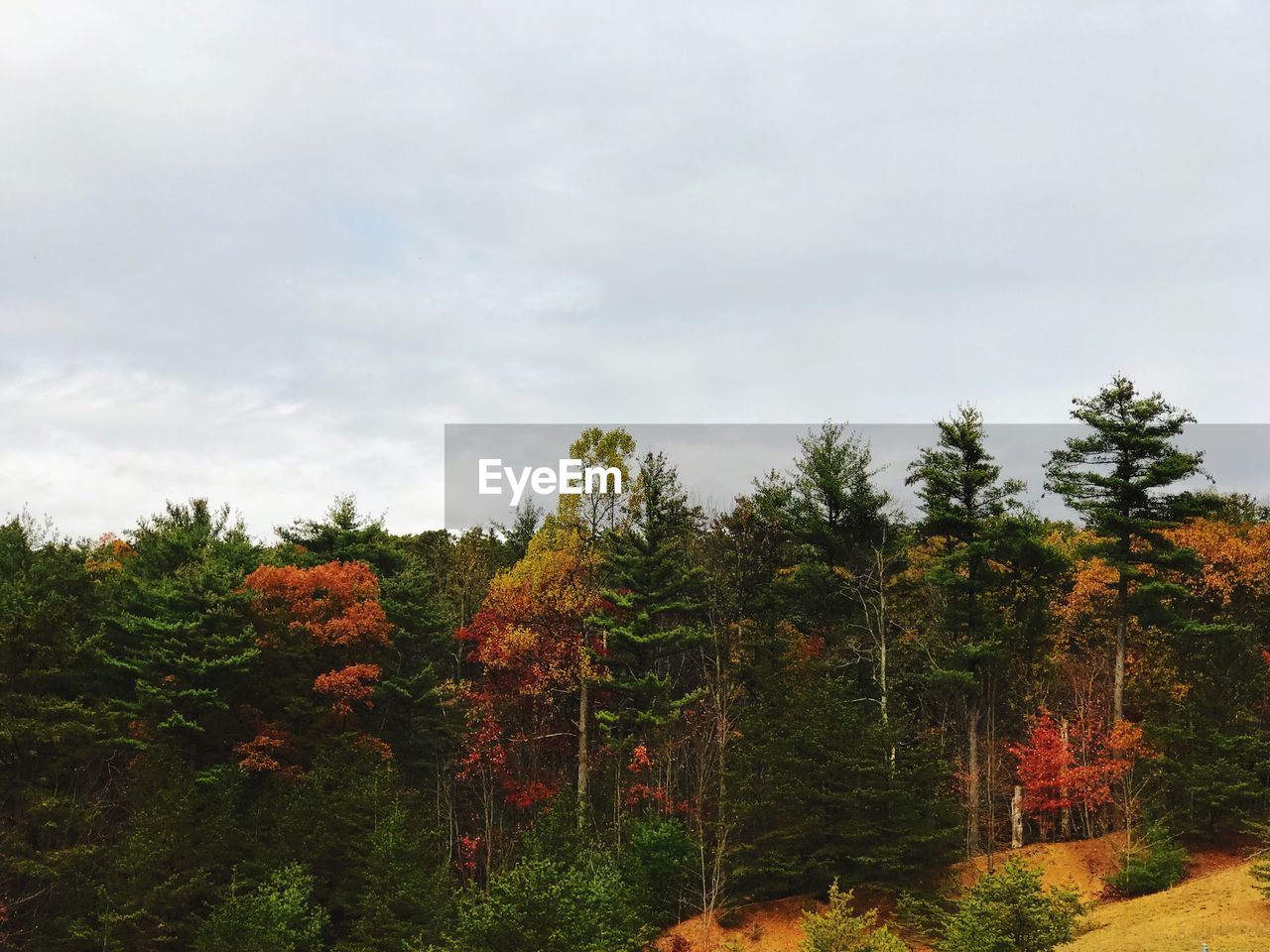 SCENIC VIEW OF GREEN FOREST