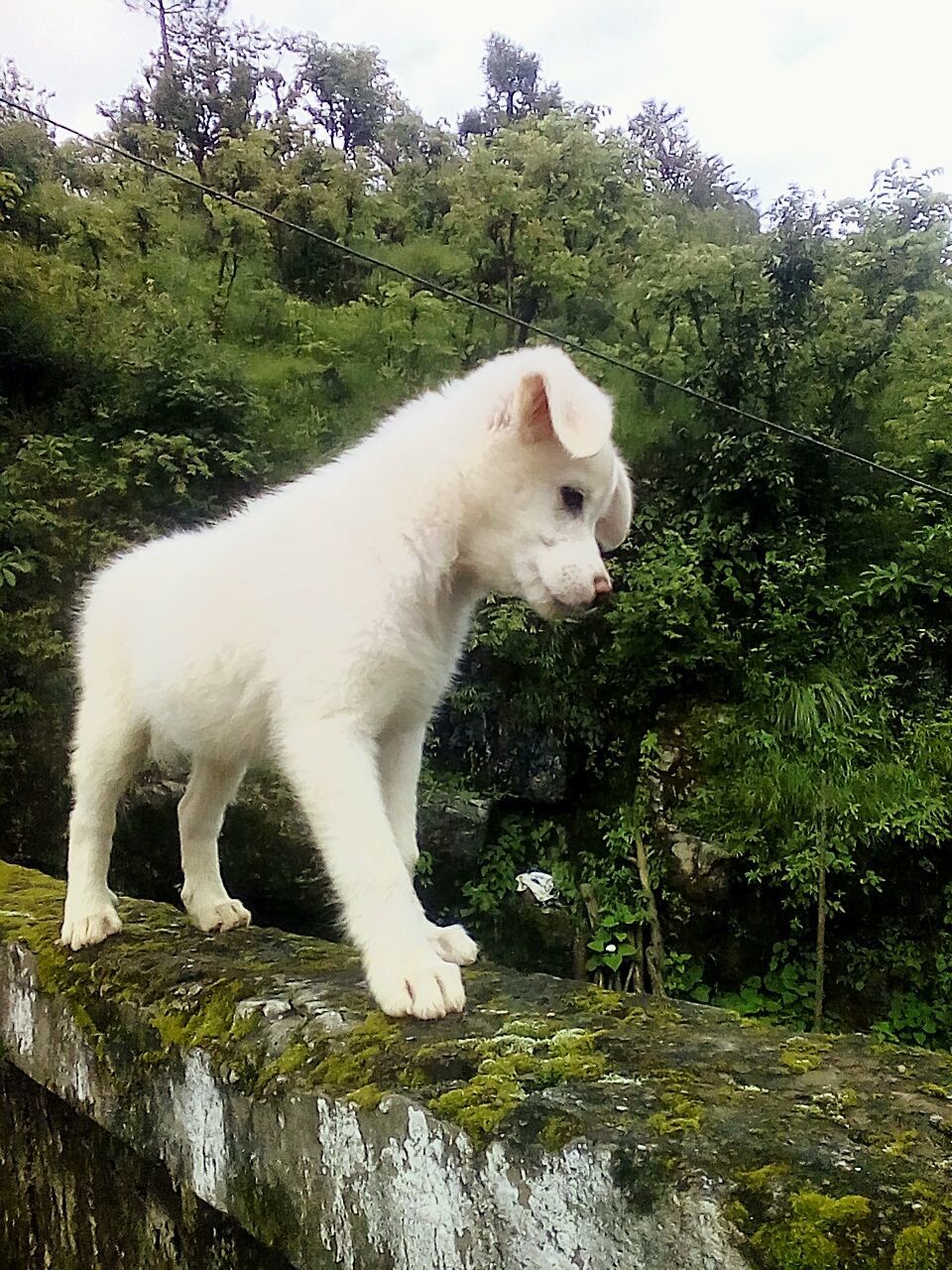 Close-up of puppy standing on retaining wall against trees