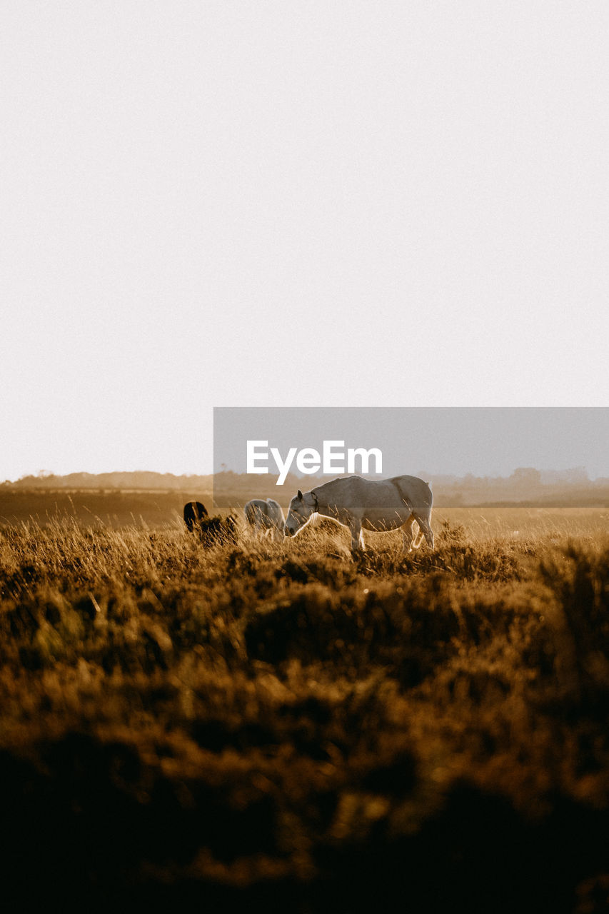 Horses in golden hour grazing