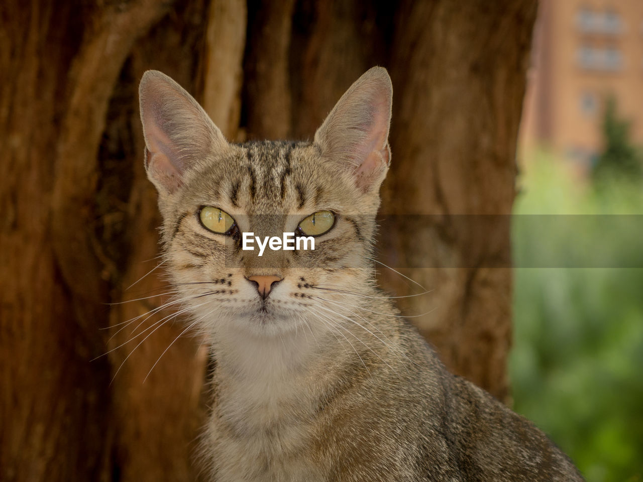 CLOSE-UP PORTRAIT OF TABBY CAT OUTDOORS