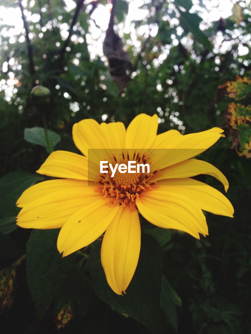 CLOSE-UP OF YELLOW FLOWER