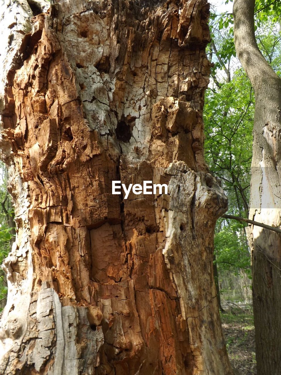 LOW ANGLE VIEW OF TREES