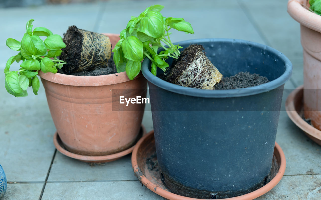 potted plant, growth, plant, gardening, flowerpot, nature, produce, soil, herb, green, leaf, plant part, food, food and drink, no people, flower, container, outdoors, day, seedling, freshness, dirt, garden, vegetable, basil, planting, close-up