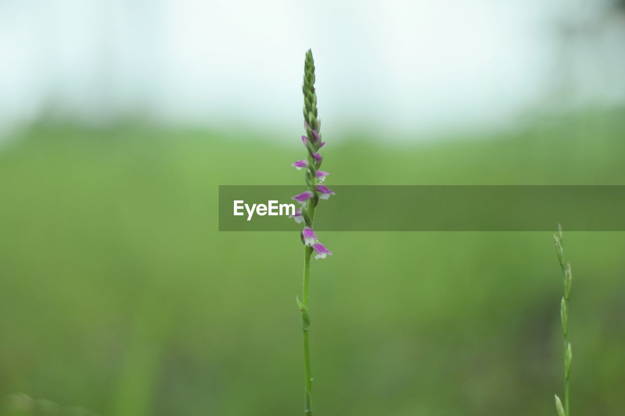 Close-up of purple flowering plant on field