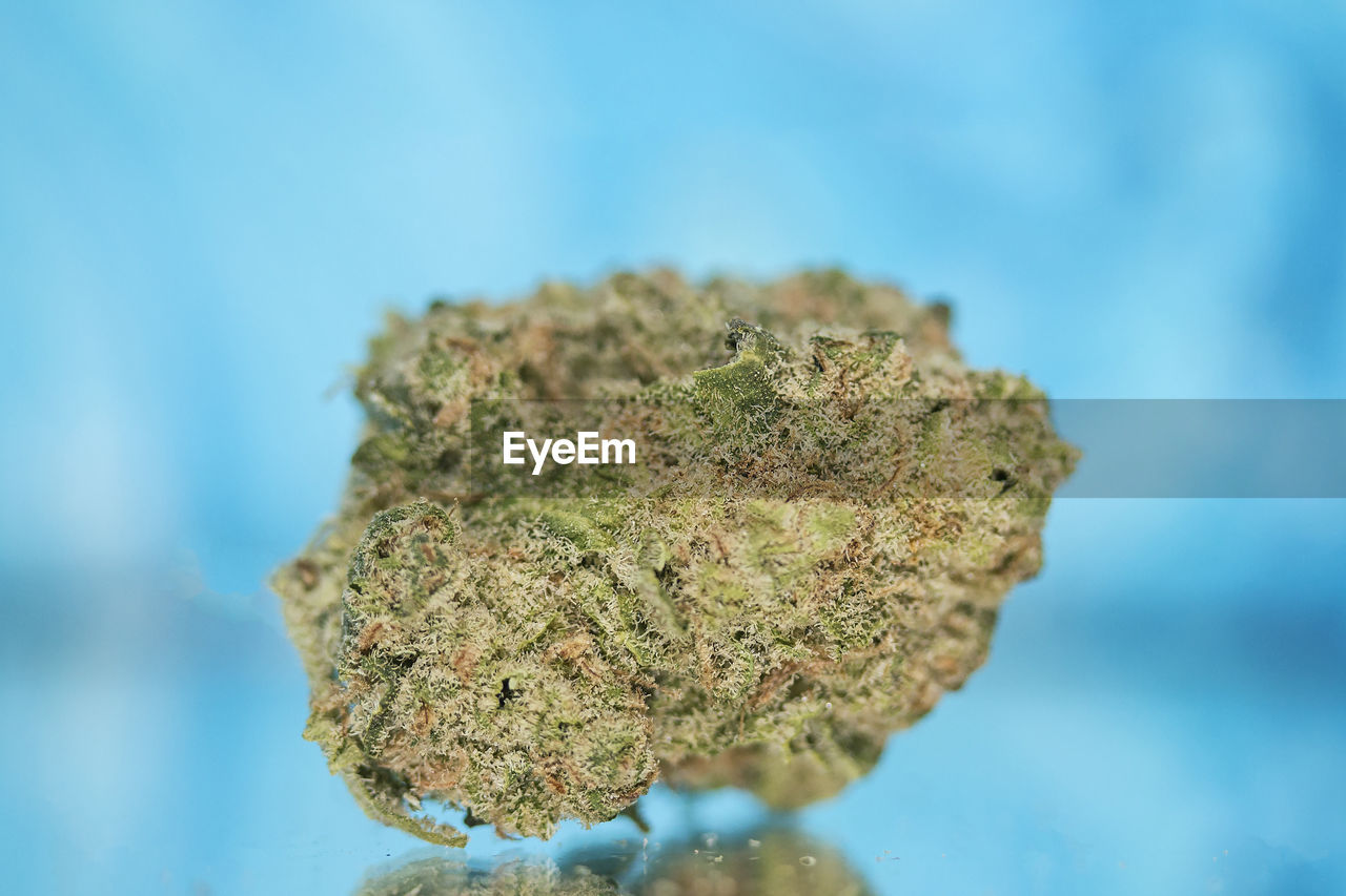 Medical marijuana flower for dispensary menu. cannabis bud