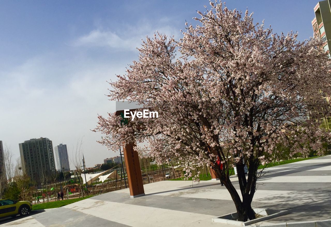 TREE WITH PINK BLOSSOM