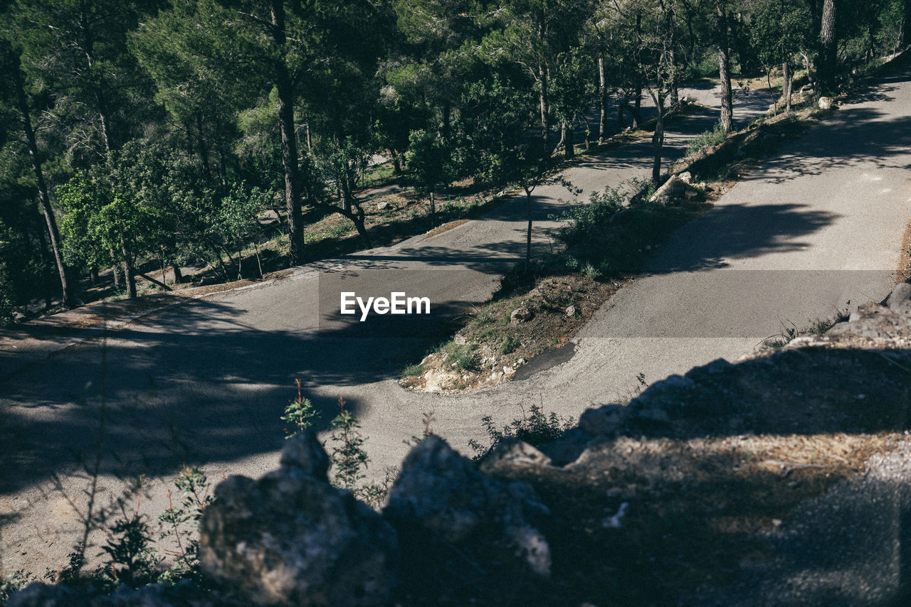 Shadow of tree on road