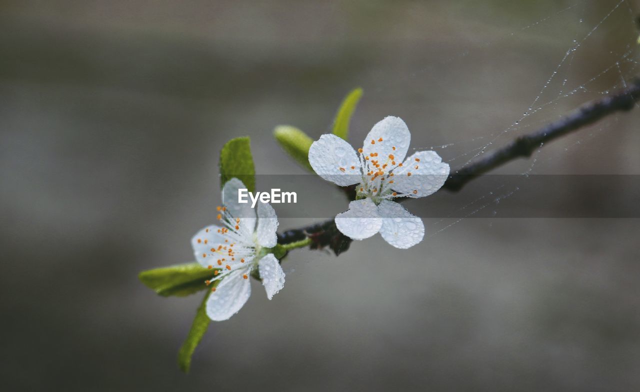 CLOSE-UP OF WHITE CHERRY BLOSSOMS IN TWIG