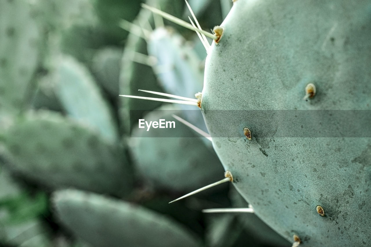 Green cactus prickly pear with big needles close-up. opuntia