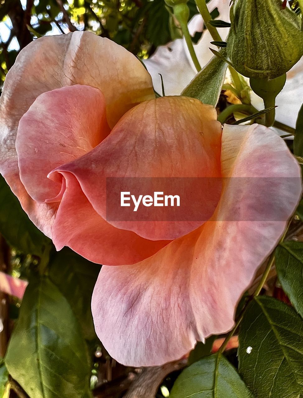plant, flower, flowering plant, growth, beauty in nature, freshness, close-up, leaf, petal, plant part, fragility, nature, pink, flower head, no people, inflorescence, outdoors, day, botany, blossom, tree, focus on foreground, springtime