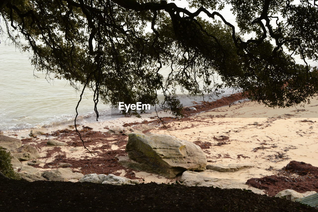 Tree branches above beach