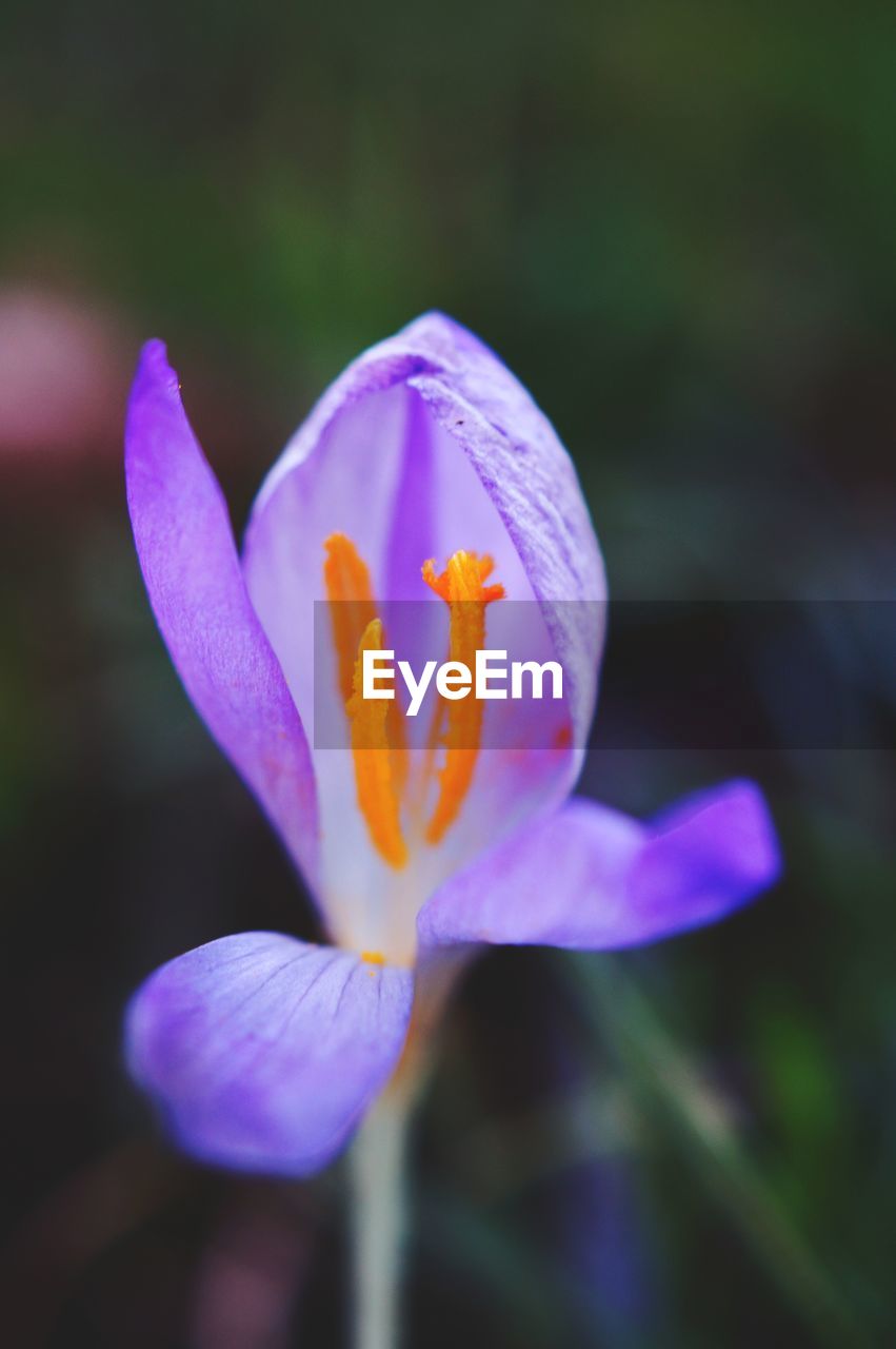 CLOSE-UP OF PURPLE CROCUS FLOWER