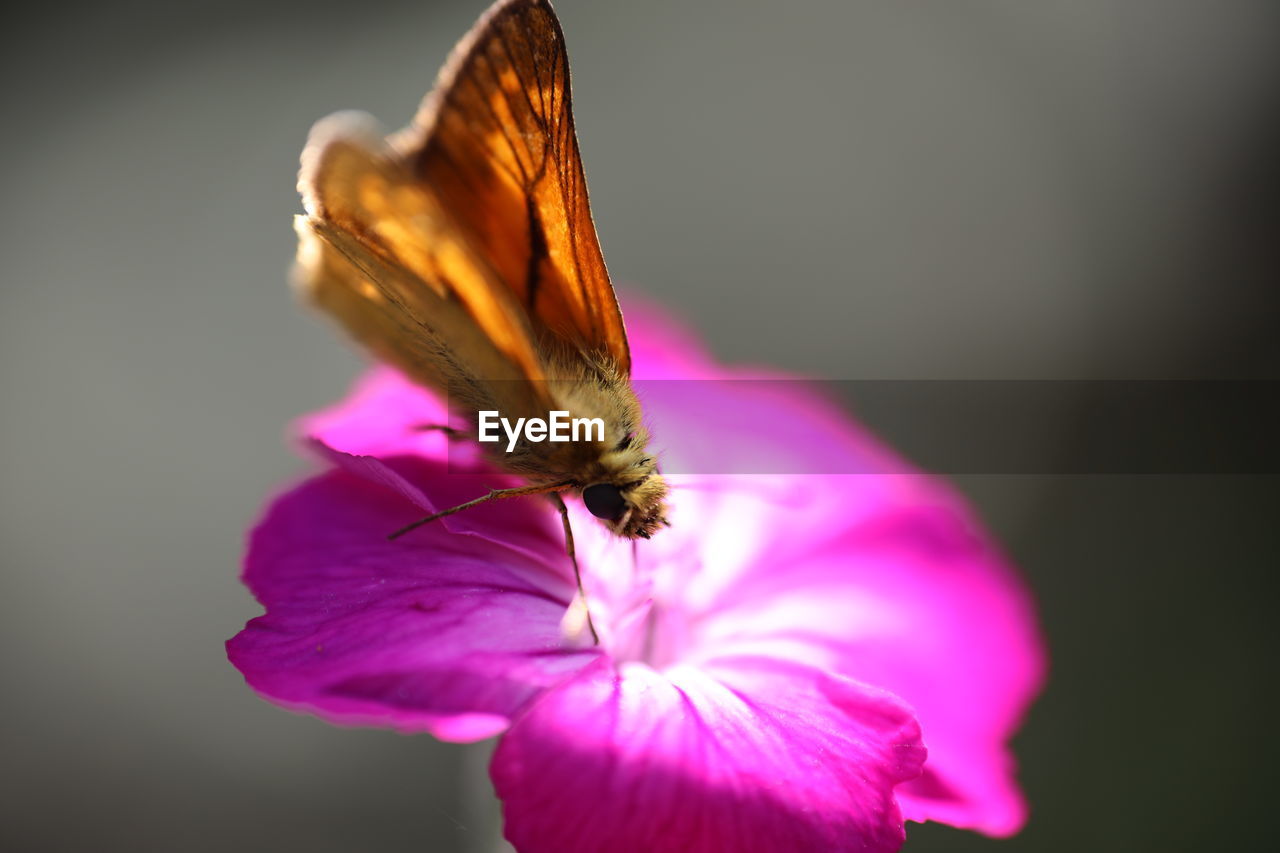 Close-up of butterfly on pink flower