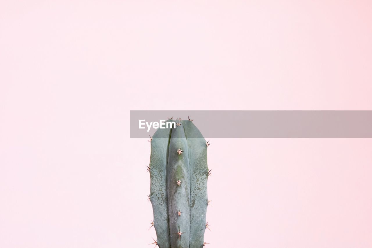 Close-up of cactus against white background