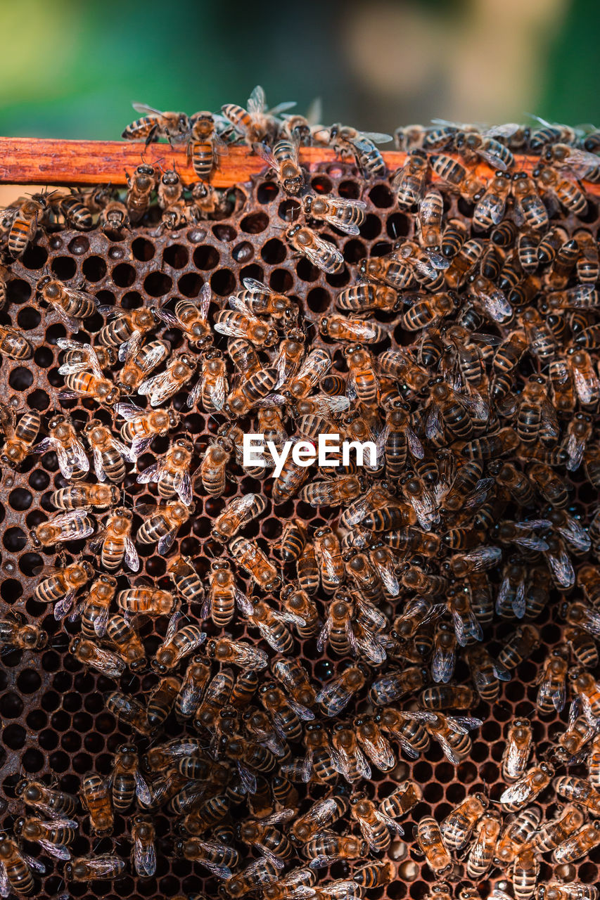 Bee hive sitting on honeycomb