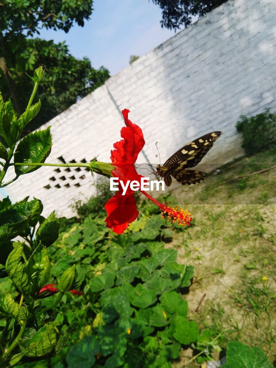 Close-up of butterfly on red flower