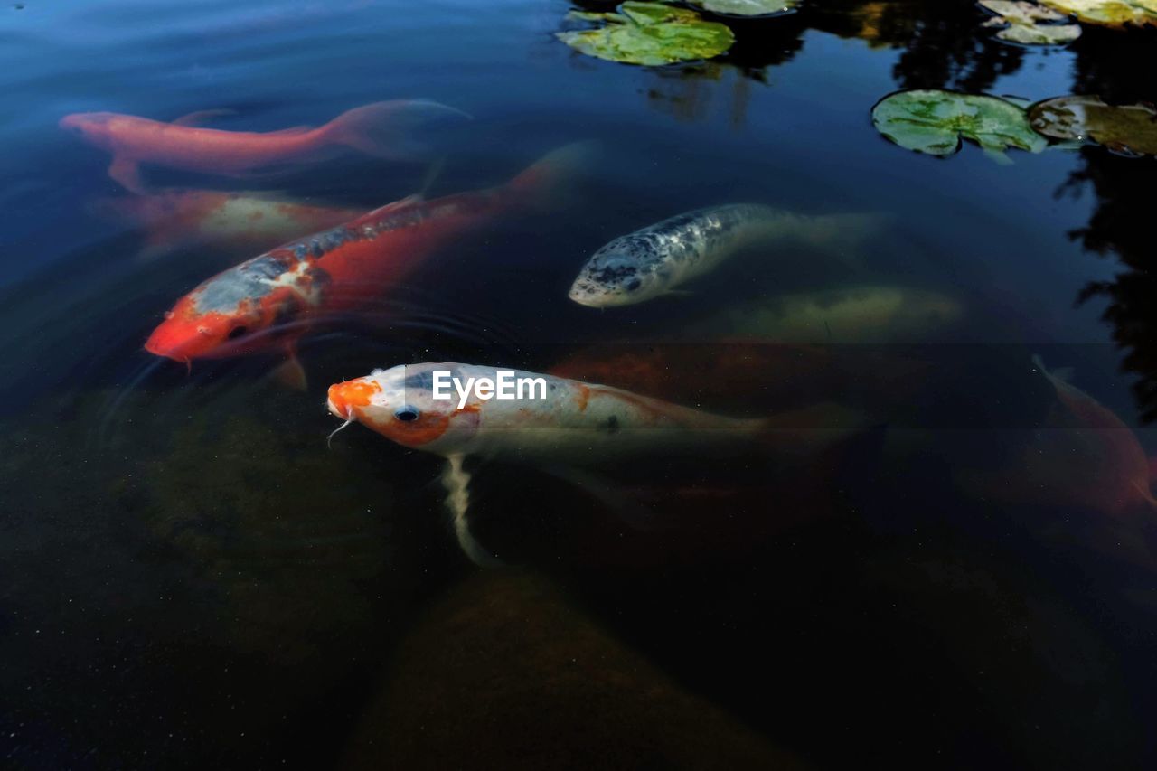 FISH SWIMMING UNDERWATER