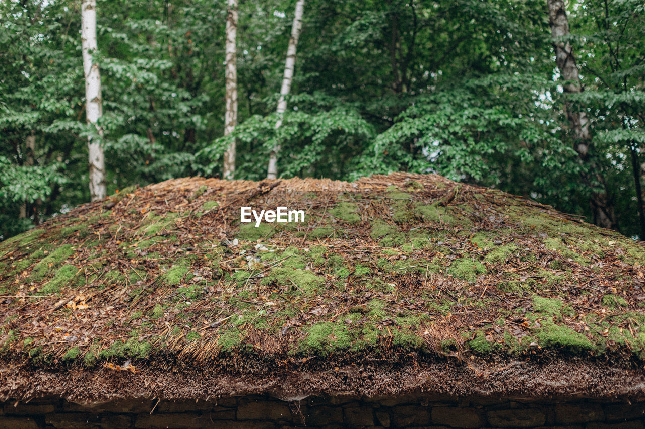 CLOSE-UP OF TREE TRUNK IN FOREST