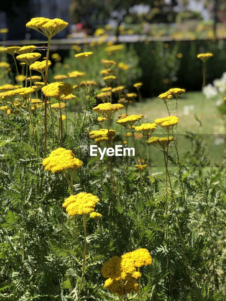 YELLOW FLOWERS ON FIELD