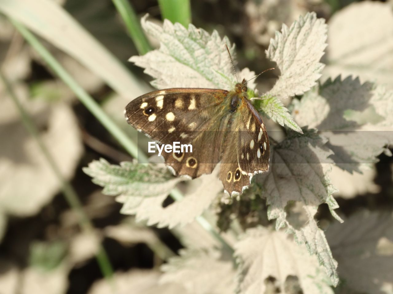 CLOSE-UP OF BUTTERFLY PERCHING ON LEAF