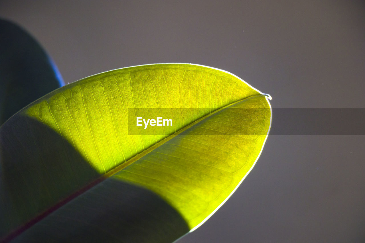 Green ficus leave, sunlight and shadows, room plant and houseplant