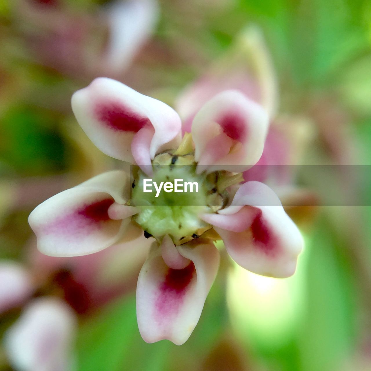 Close-up high angle view of flower against blurred background