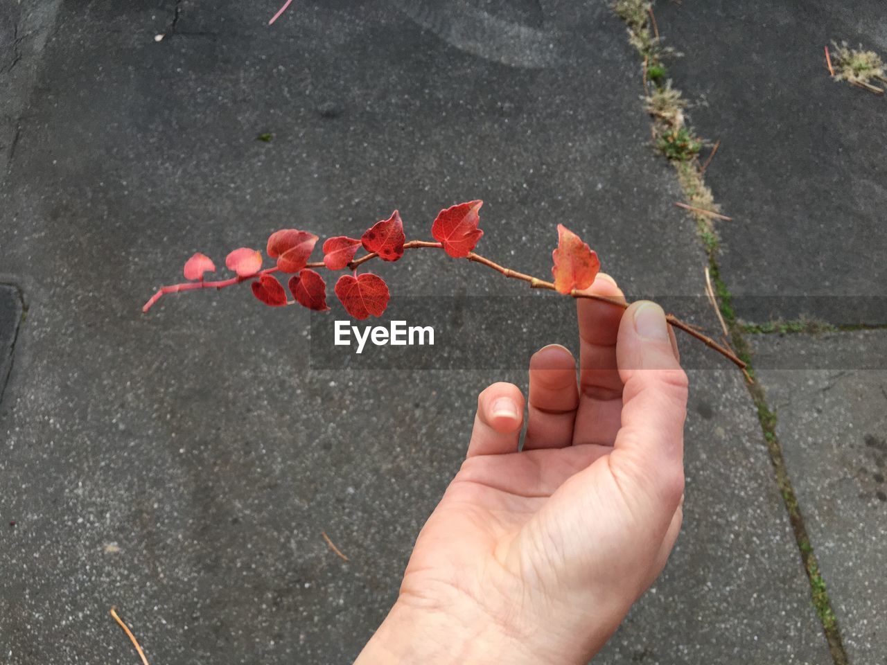 hand, leaf, high angle view, red, day, personal perspective, one person, flower, nature, holding, plant part, outdoors, close-up, plant, finger, street, freshness, city, fragility, fruit, soil, lifestyles, art, food