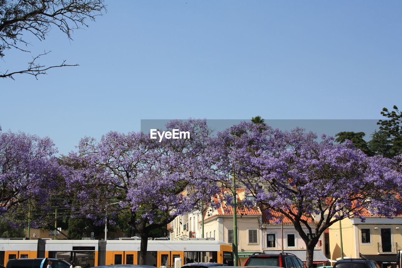 Pink cherry blossoms in city against clear sky