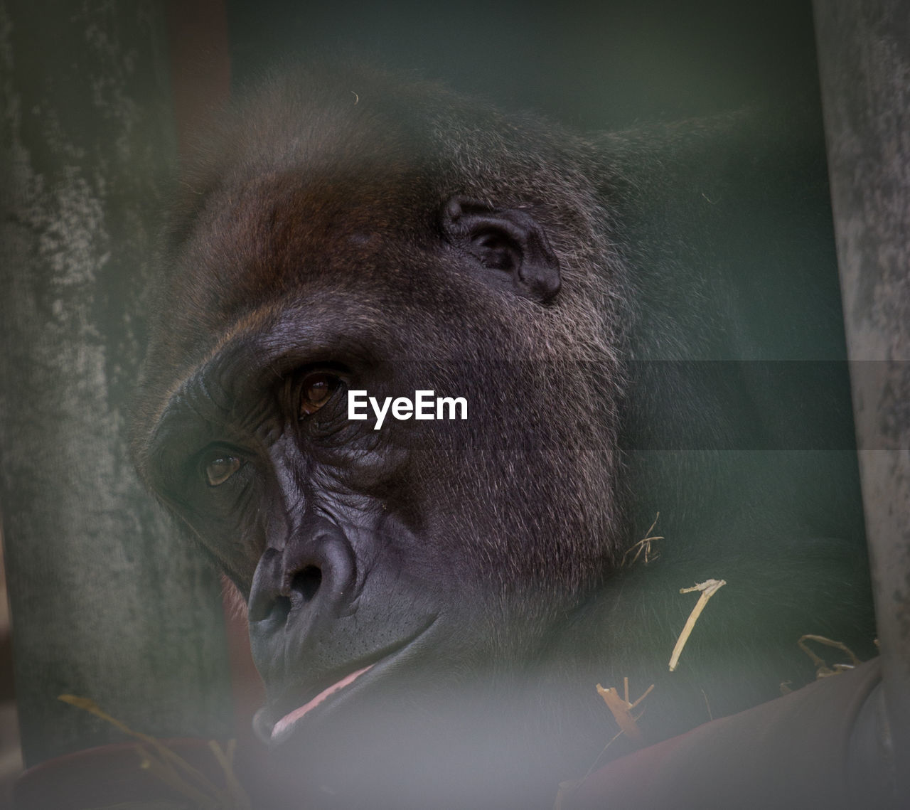 CLOSE-UP PORTRAIT OF GORILLA LOOKING AWAY OUTDOORS