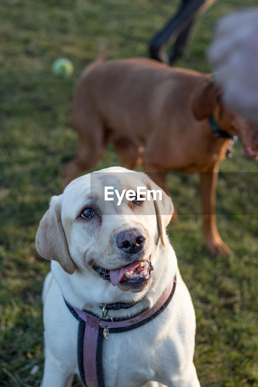 High angle view of dogs on field