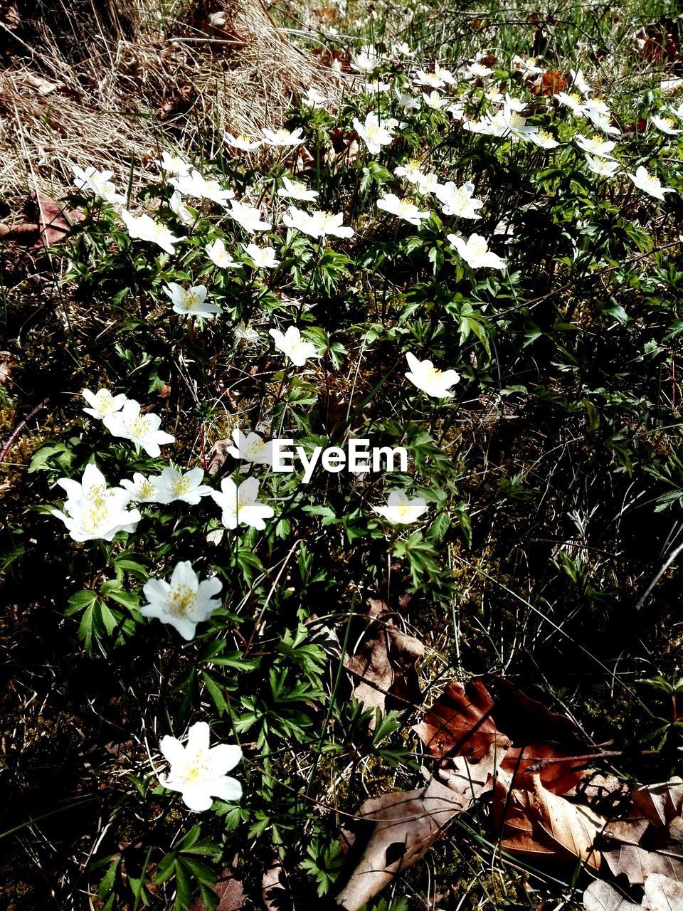 HIGH ANGLE VIEW OF WHITE FLOWERING PLANTS ON LAND