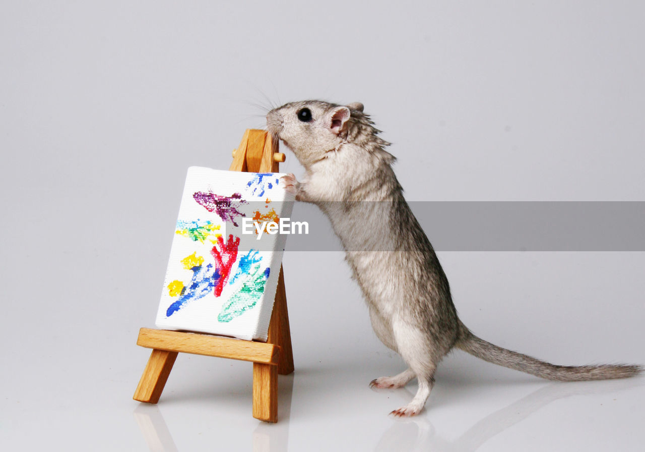 Rat on artist canvas against gray background