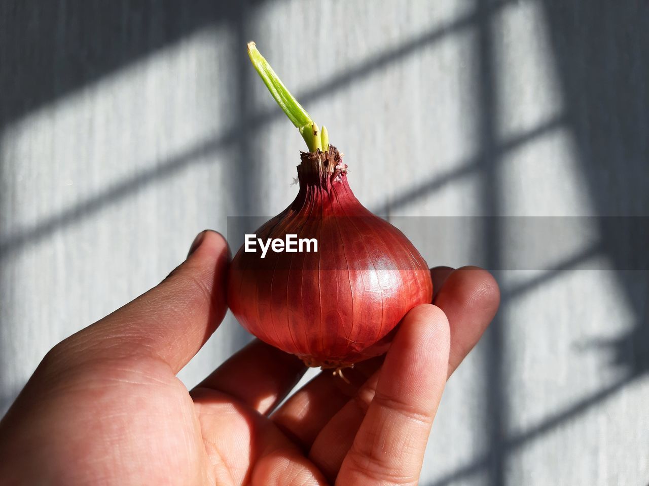 Hand holding an onion with new leaves