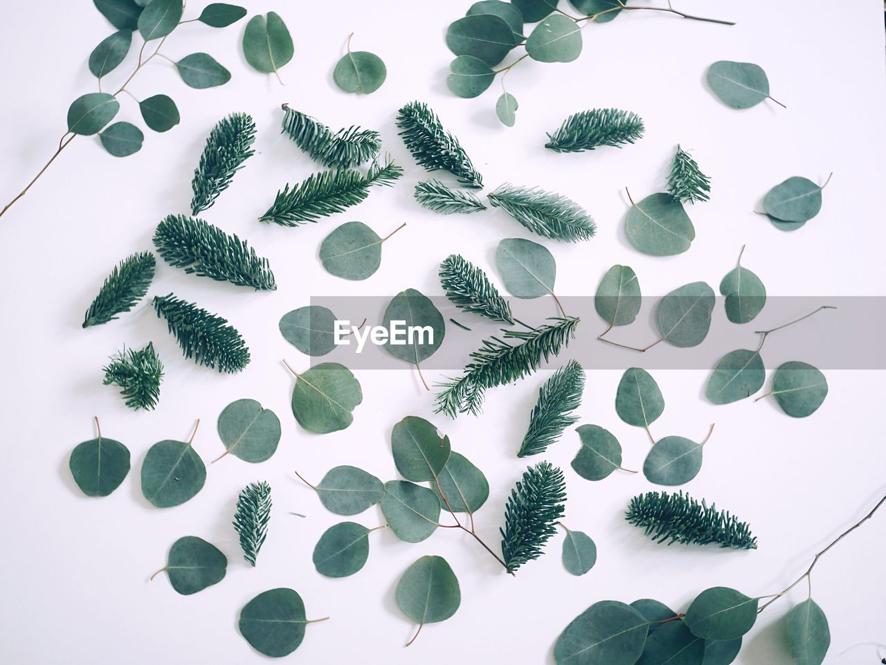 Close-up of leaves