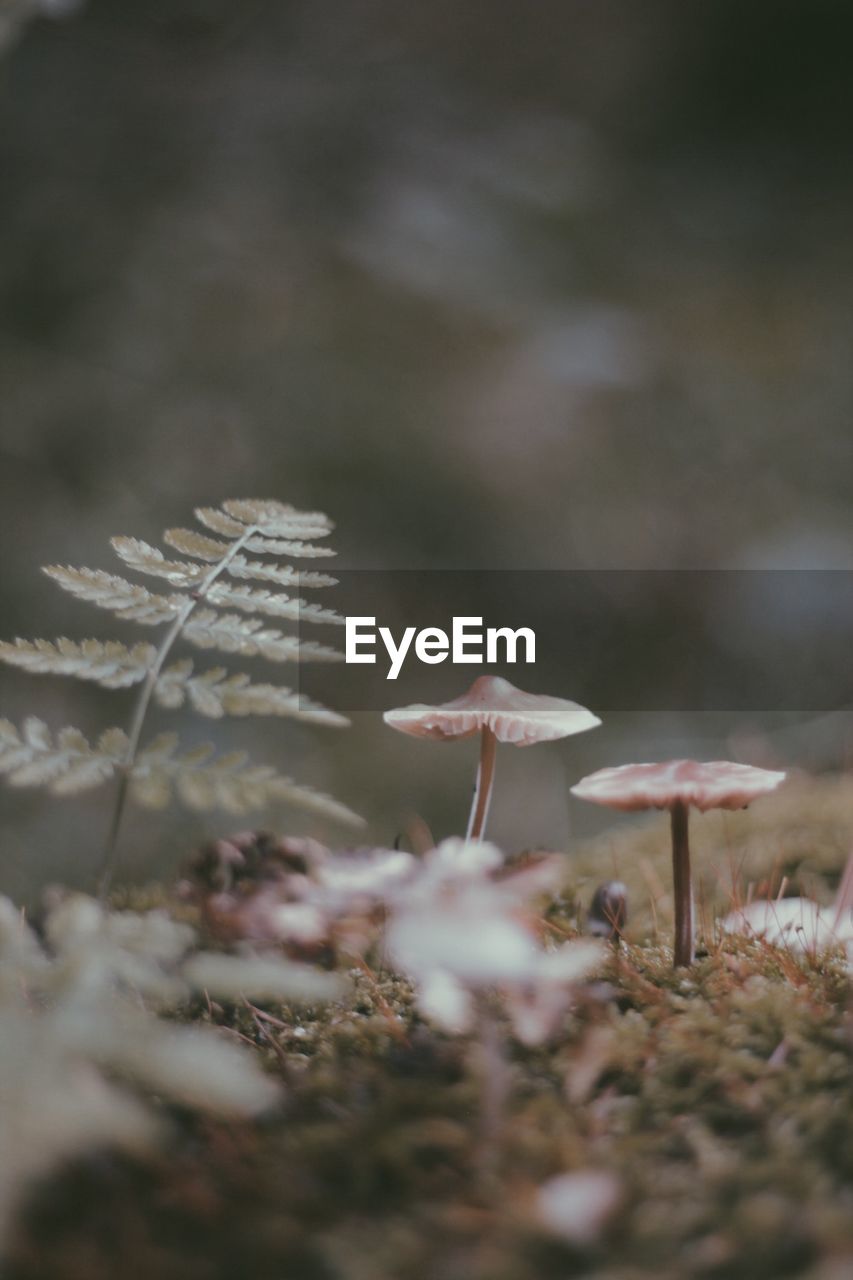 Close-up of mushrooms and plants growing on field