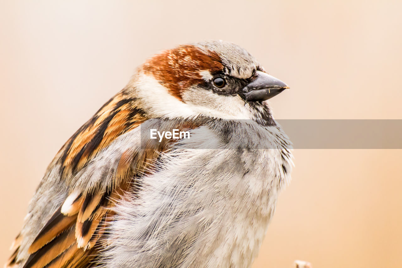 Male house sparrow or passer domesticus is a bird of the sparrow family passeridae