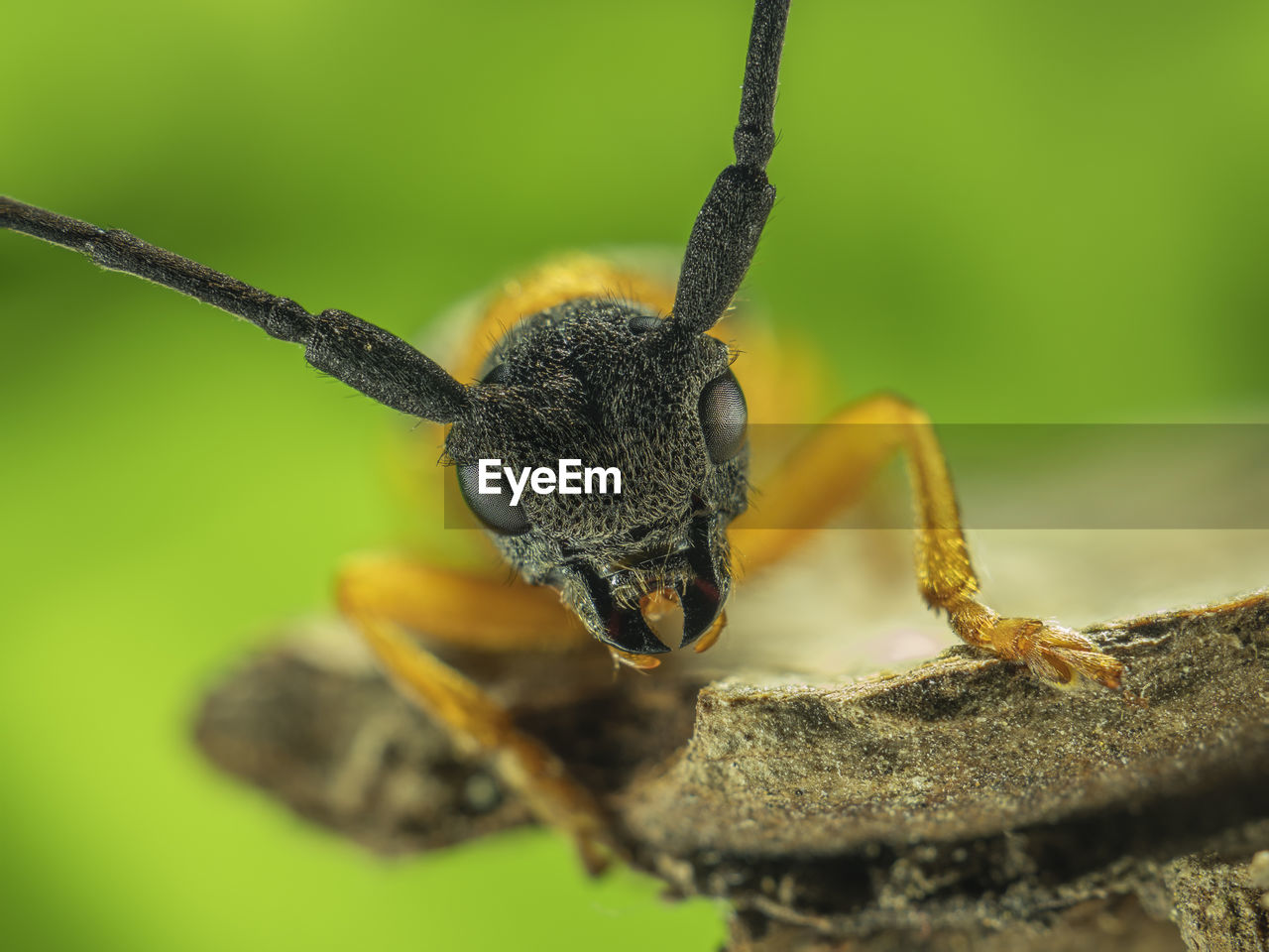 MACRO SHOT OF INSECT ON PLANT